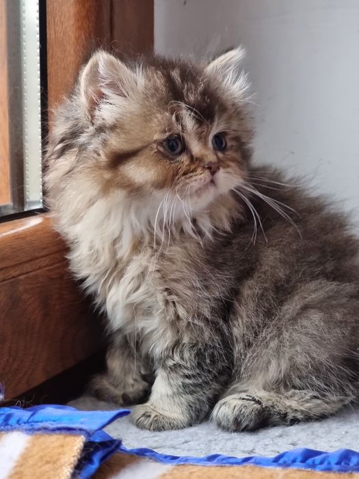 Kotek kotki Brytyjski Długowłosy