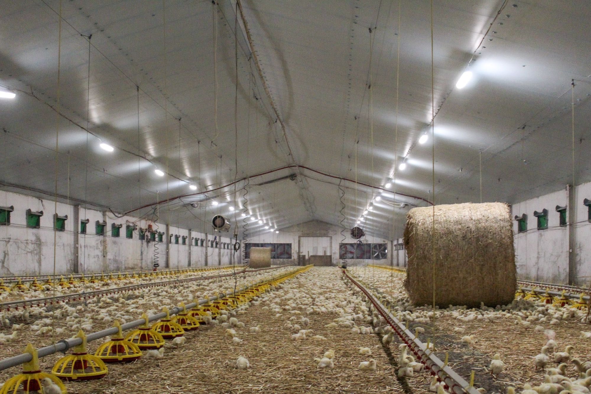 Ocieplenie Izolacja Podsufitka Dachu Stropu Płyty Styrodur XPS AGRO