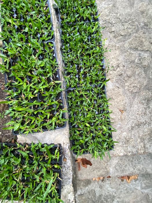 Relva Brasileira Natural de Alta Qualidade - Com Colocação/Entrega