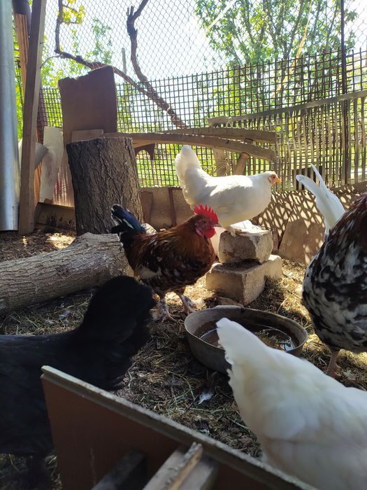 Петухи карликовых кур