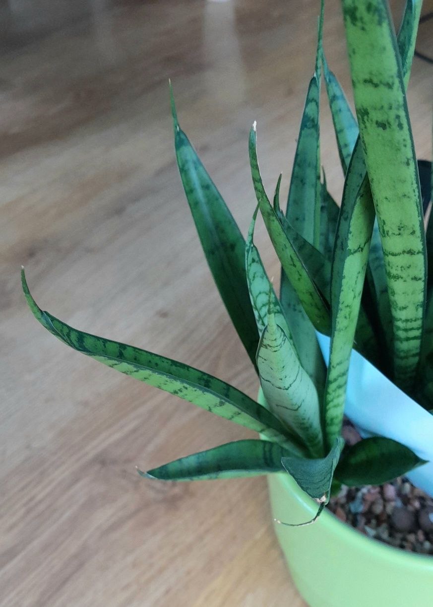Sansevieria Green Parrot