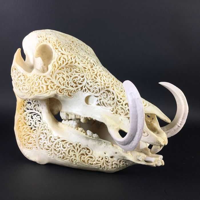 Craneo de javali  indonesio gravado à mão.