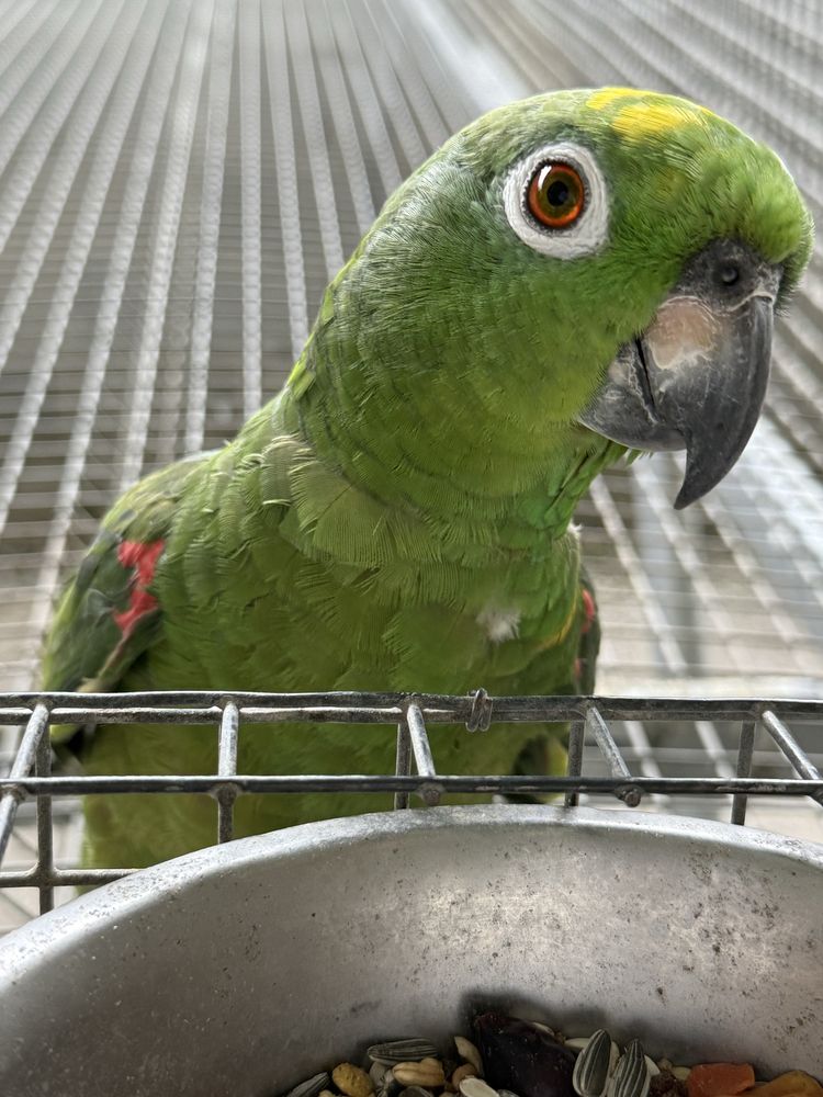 Papagaios Amazona Ochrocephala Femea