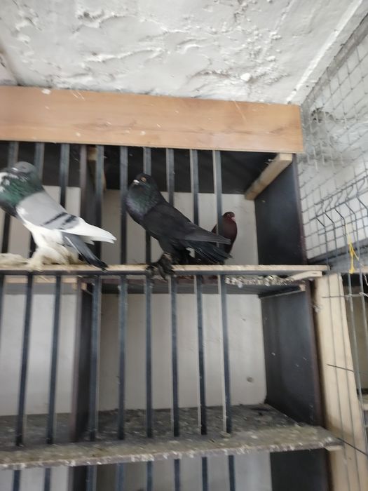 Sprzedam garłacze pomorskie