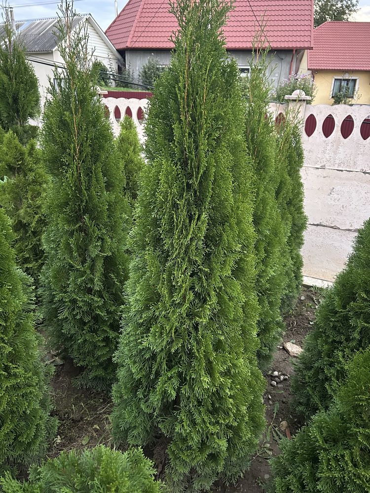 Продам туї Смарагд