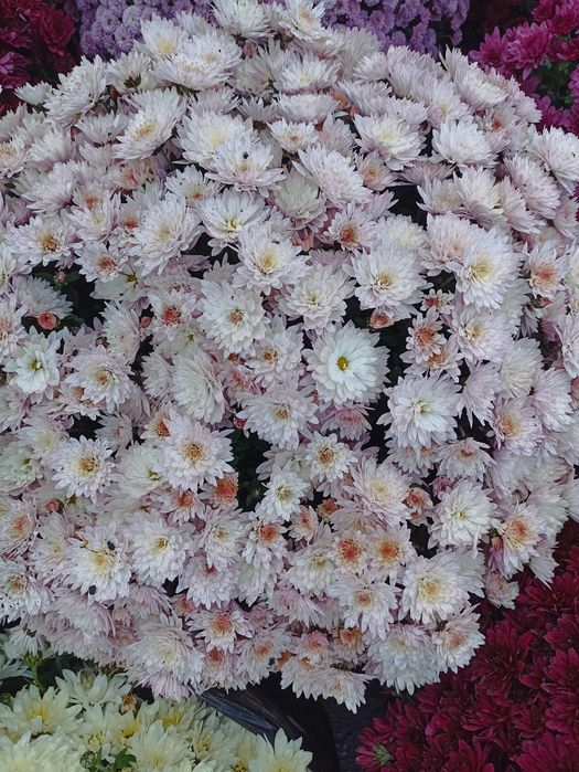 Продам хризантеми