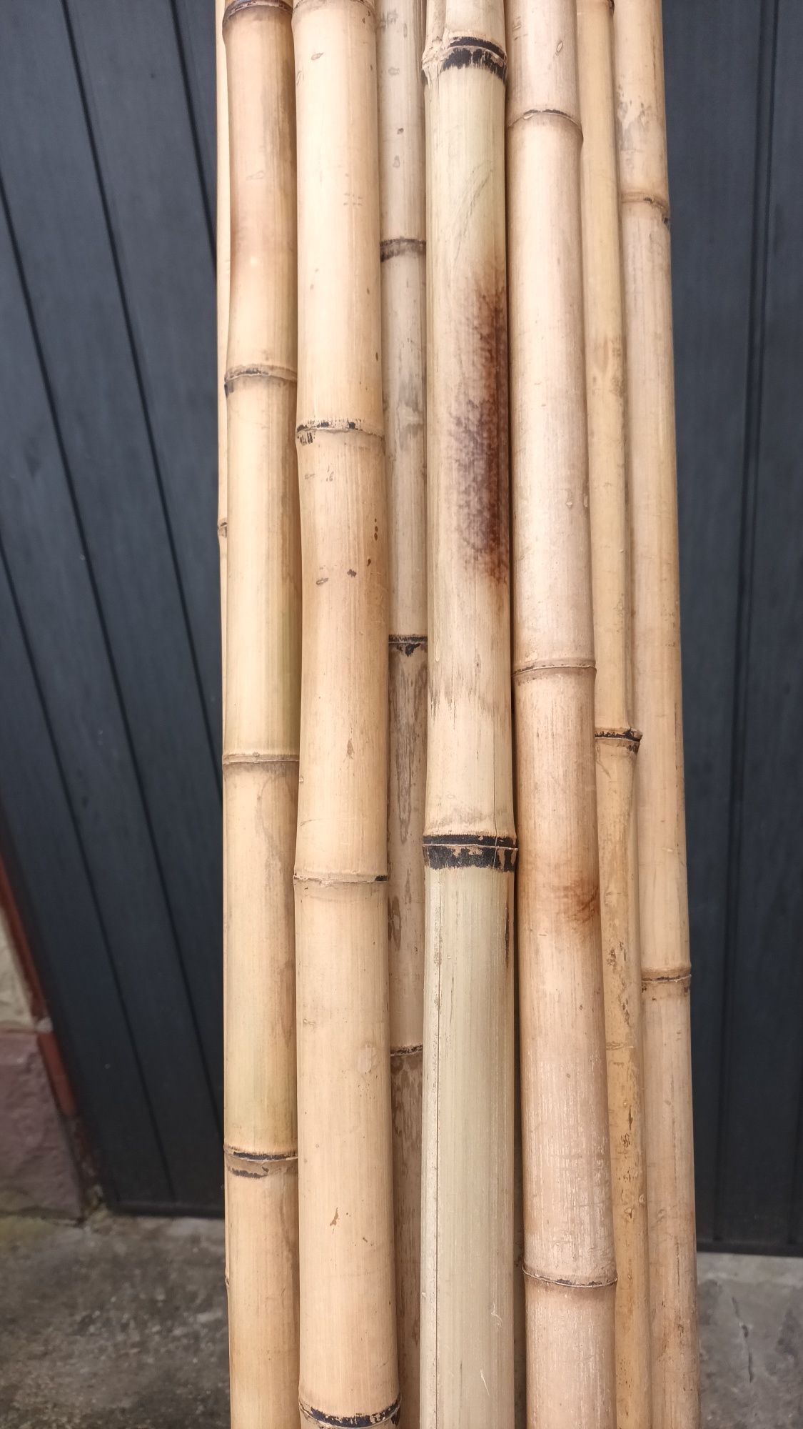 Tyczki bambusowe 250cm