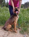 Fiona- cachorra de porte médio para adoção