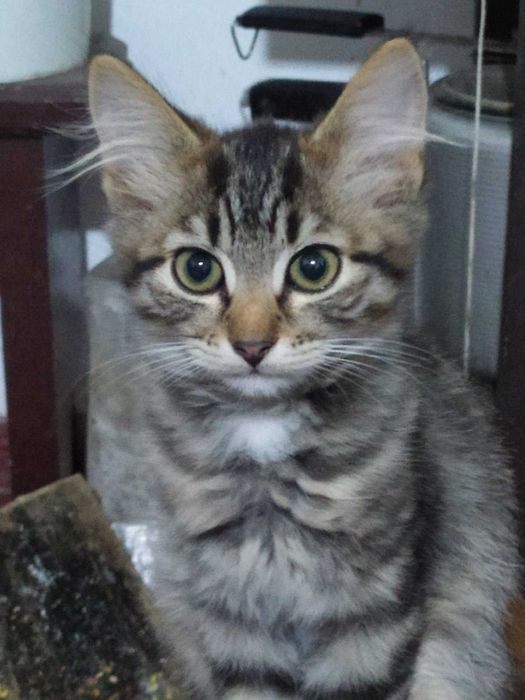 Смугасті гарнючі кошенята в добрі руки. Котята безкоштовно