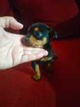 Pinscher fêmea belíssima