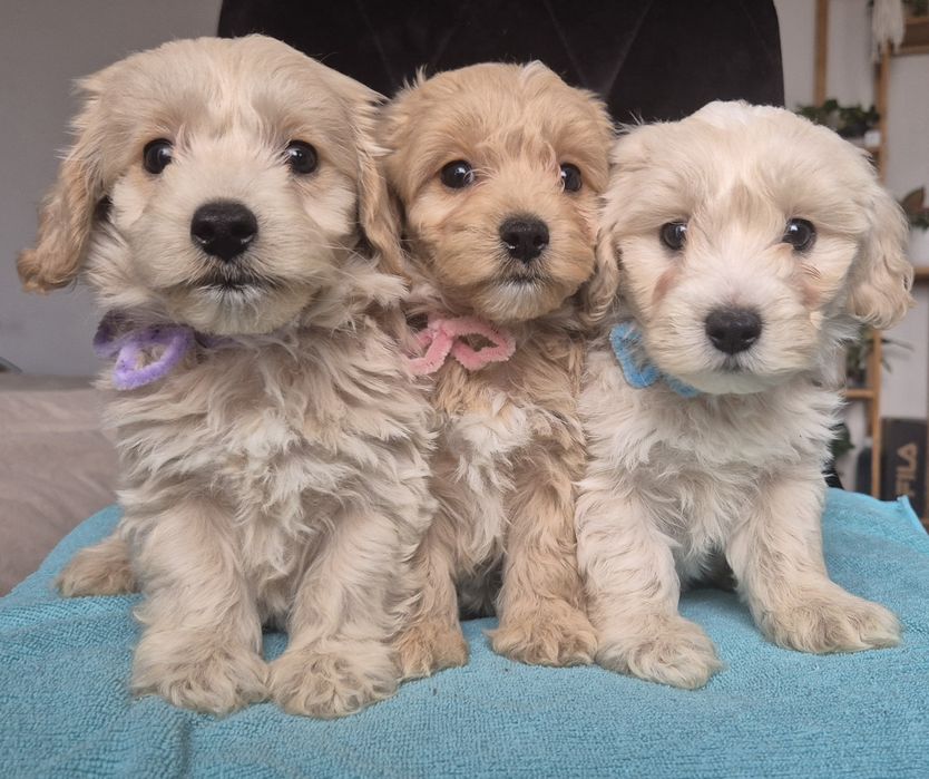 Uroczy piesek Maltipoo szuka kochającego domu!