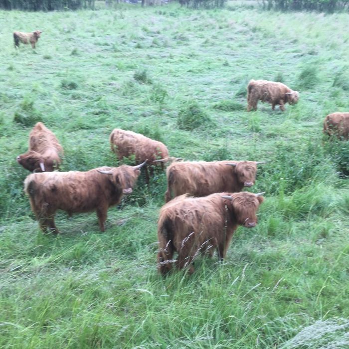 Krowy cielaki jalowki Highland