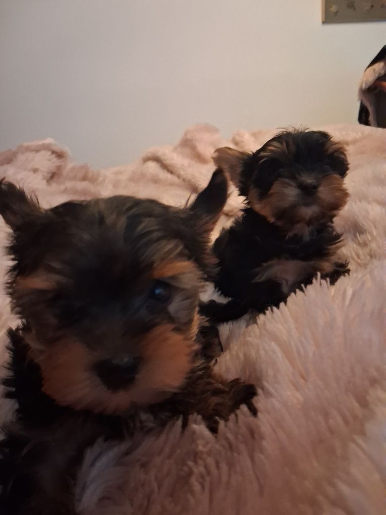 York Terrier miniatura