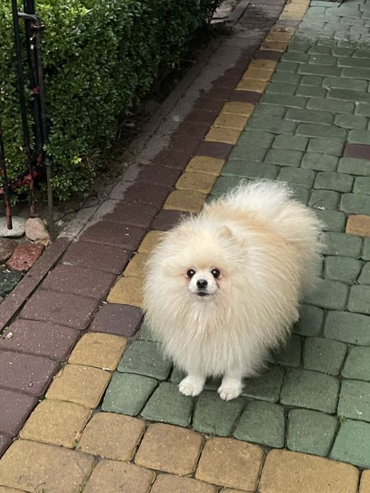 Pomeranian kremowy piesek