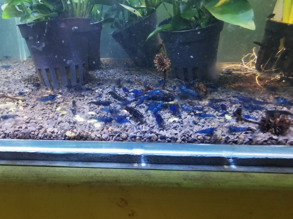 Krewetki Blue Velwet