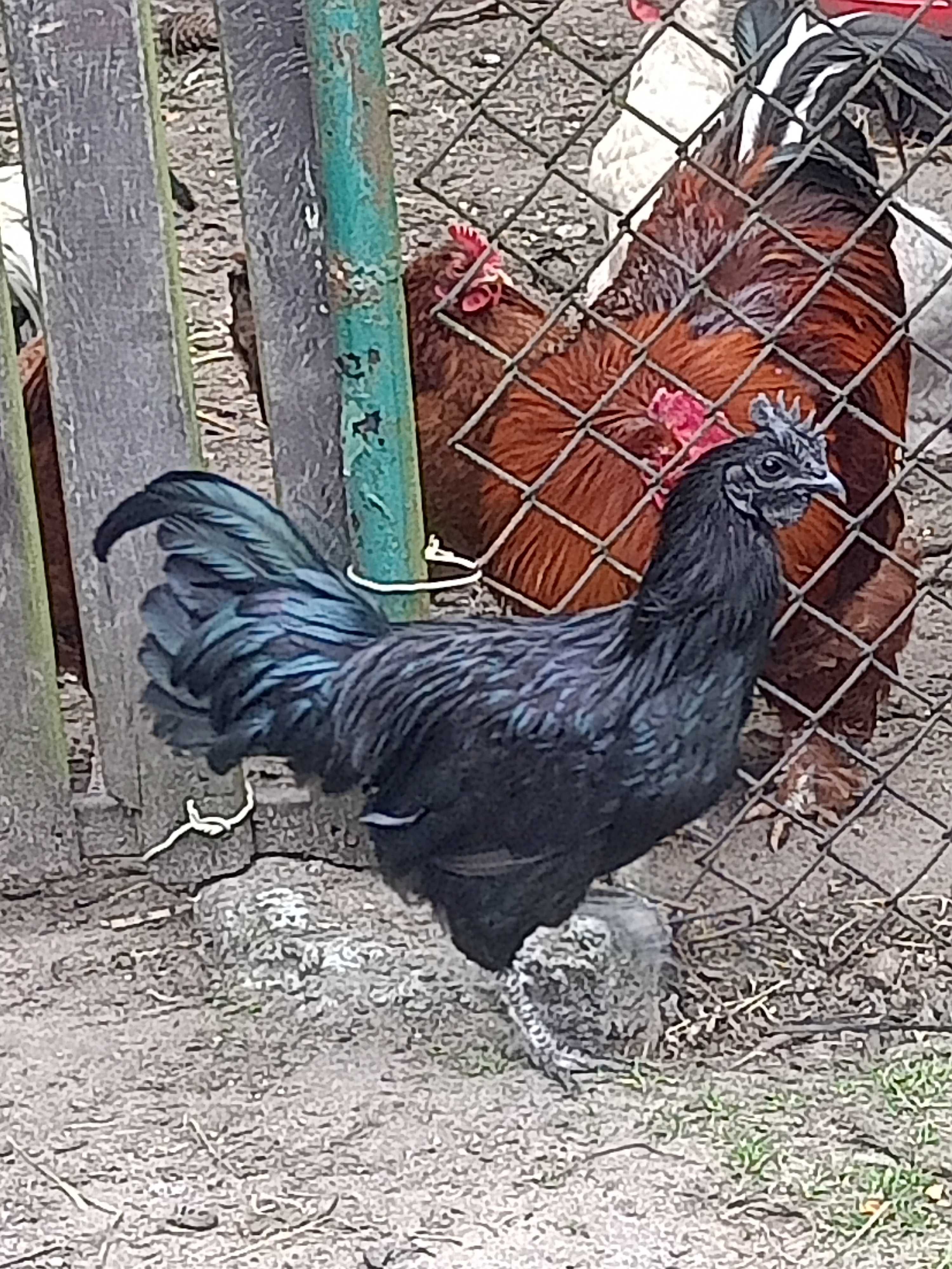 Kogut Ayam Cemani