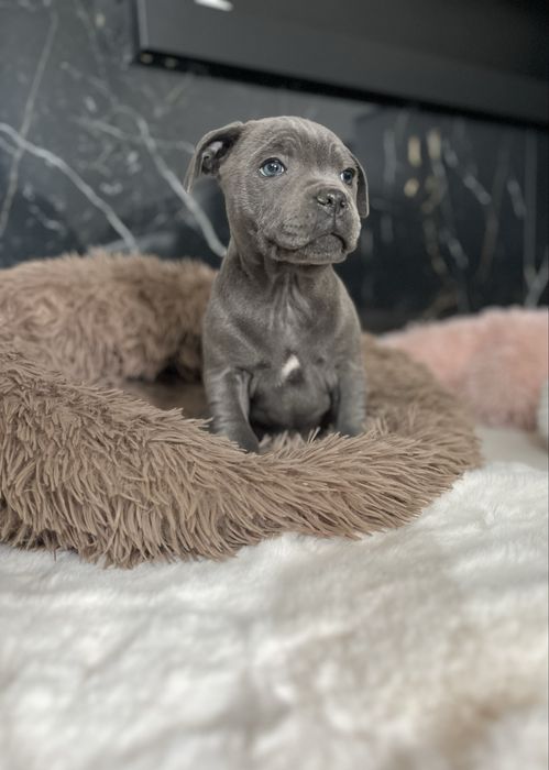 Staffordshire Bull Terrier -Staffik