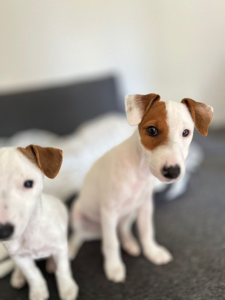 Jack Russell Terrier