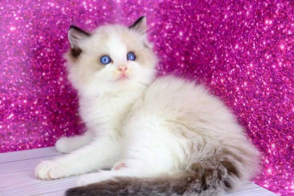 Мальчишка регдолл. Голубоглазый