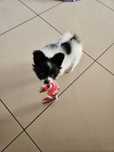 Papillon piesek ZKwP/FCI