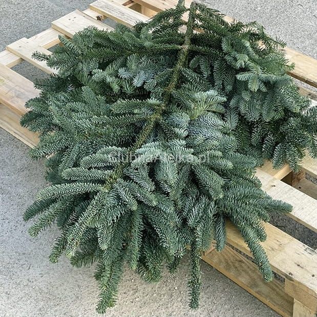 Gałęzie jodly nobilis i nordman oraz wianki