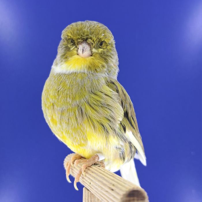 Kanarek, samczyki 03,01 - sprzedam, Wrocław