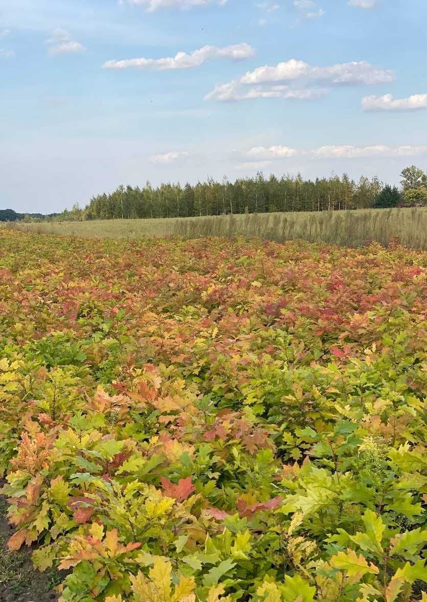 Сіянці дуб червоний , дуб красный , Quercus rubra.