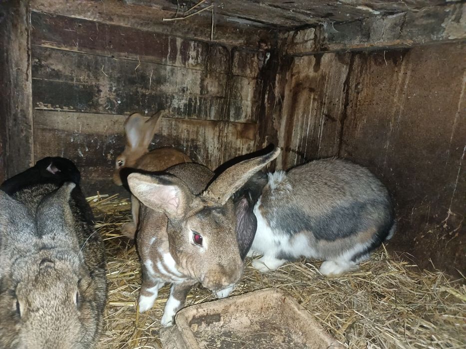 Młode króliki z 2025r