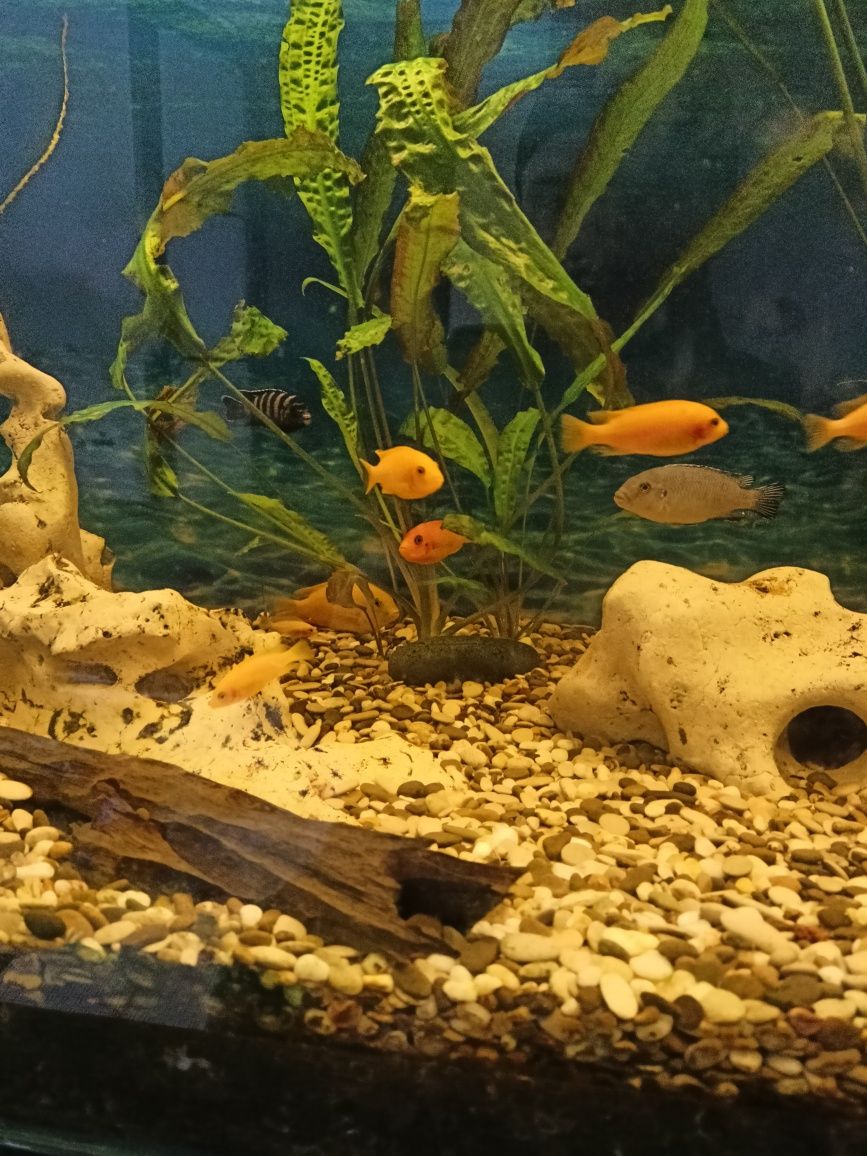 Цихліди червона зебра акваріумні