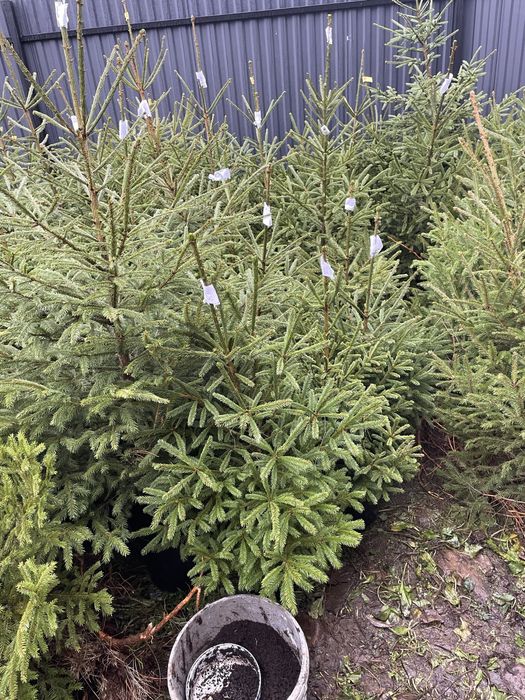 Ялинка жива в горщику