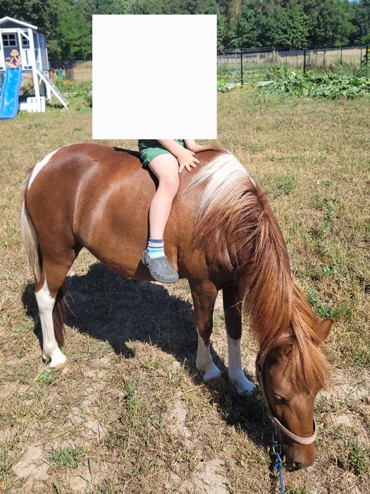 Sprzedam klacz ogiera kuca