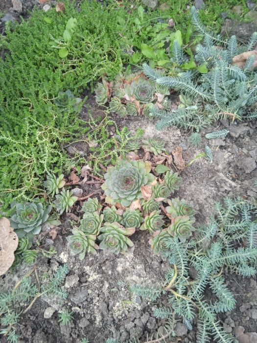 Каменная Роза.Суккулент.Молодило.Очиток.