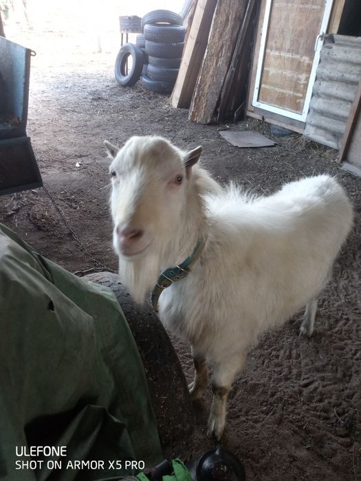 Козлики на спарку