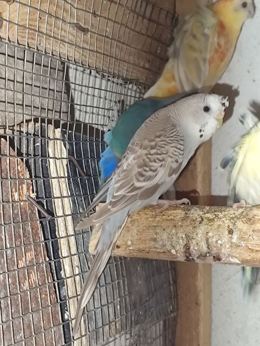 Várias espécies de Psitacideos