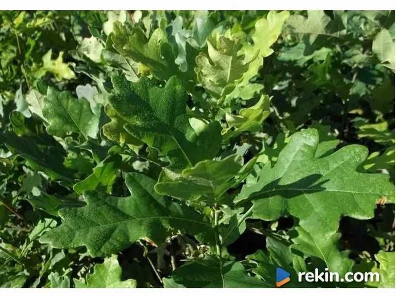 Dwuletnie sadzonki DĘBU SZYPUŁKOWEGO okazja!!