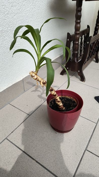Roslina Spineless Yucca, Yucca Gigantea