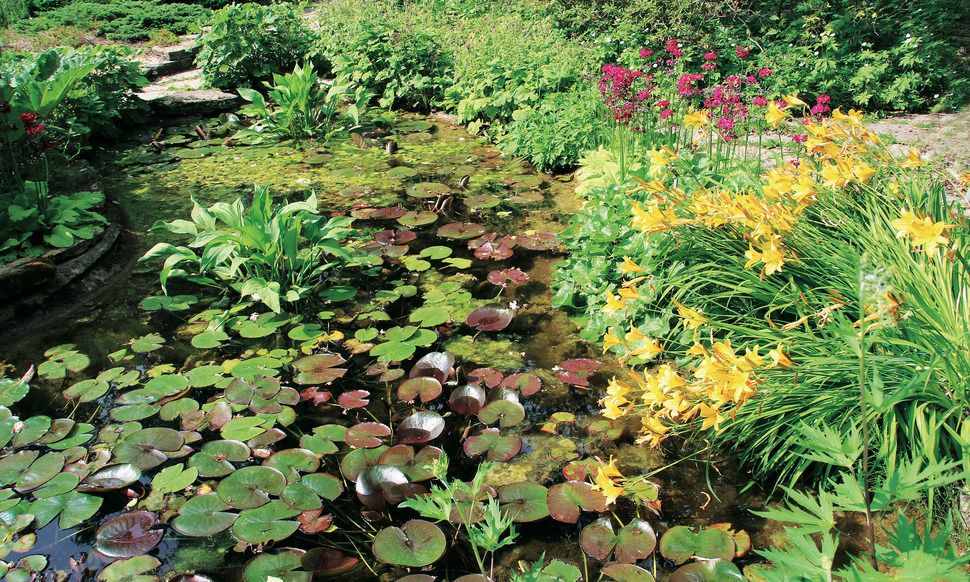 Plantas de lago Produção Nacional