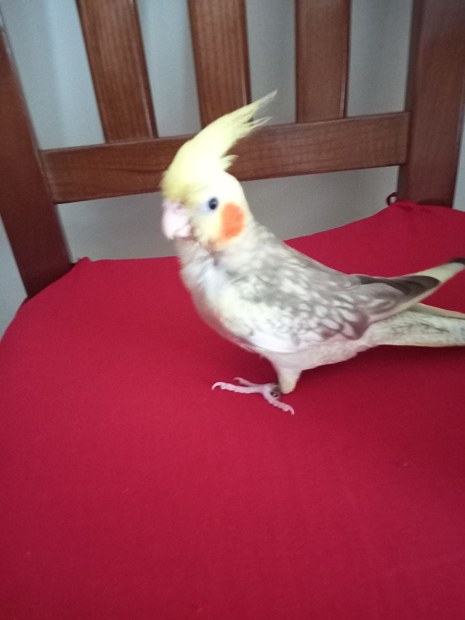 Caturra domesticada