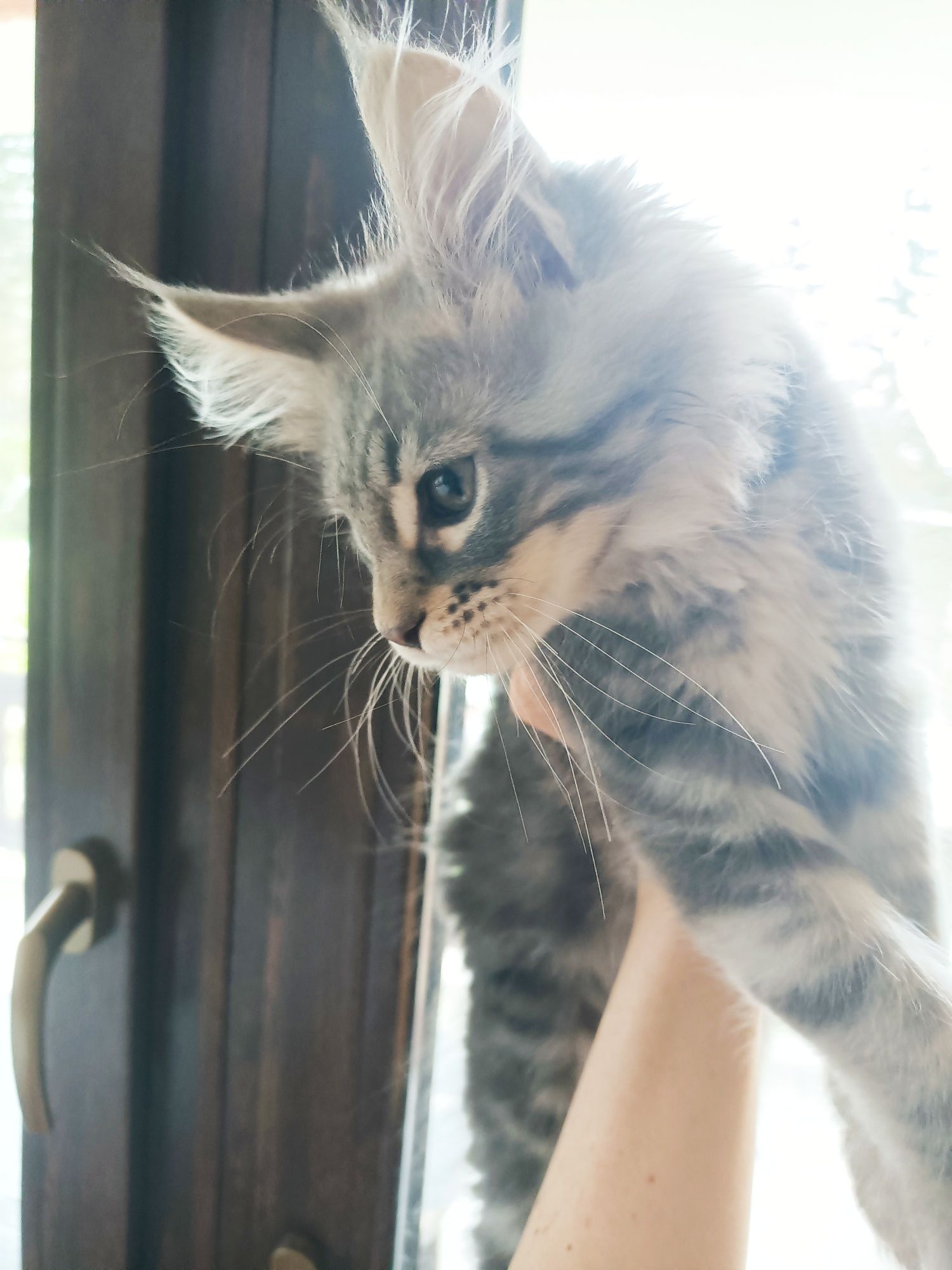 Ogromny Niebieski Maine Coon,FPL