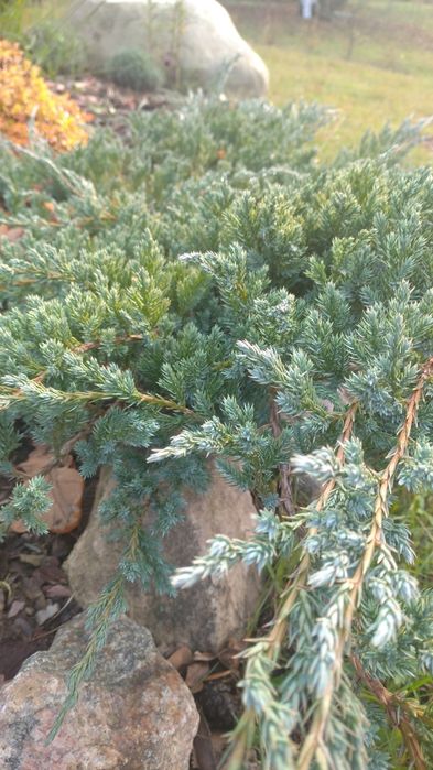Ялівці горизонтальні, середні : Blue carpet, Dream joy , Pfitzeriana a