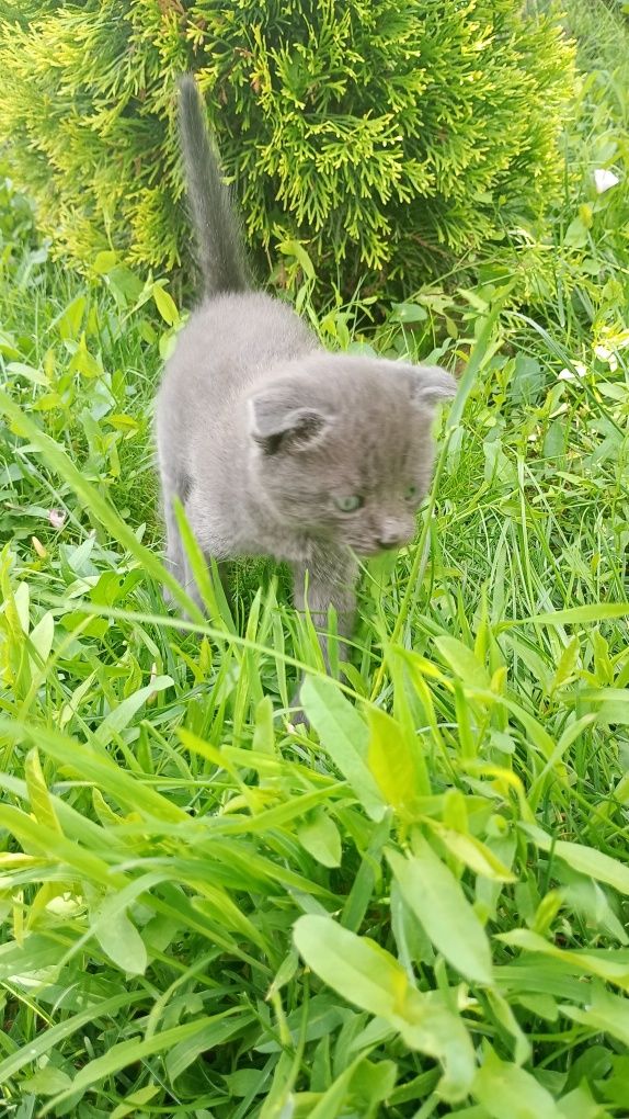 Шотланські кошенята