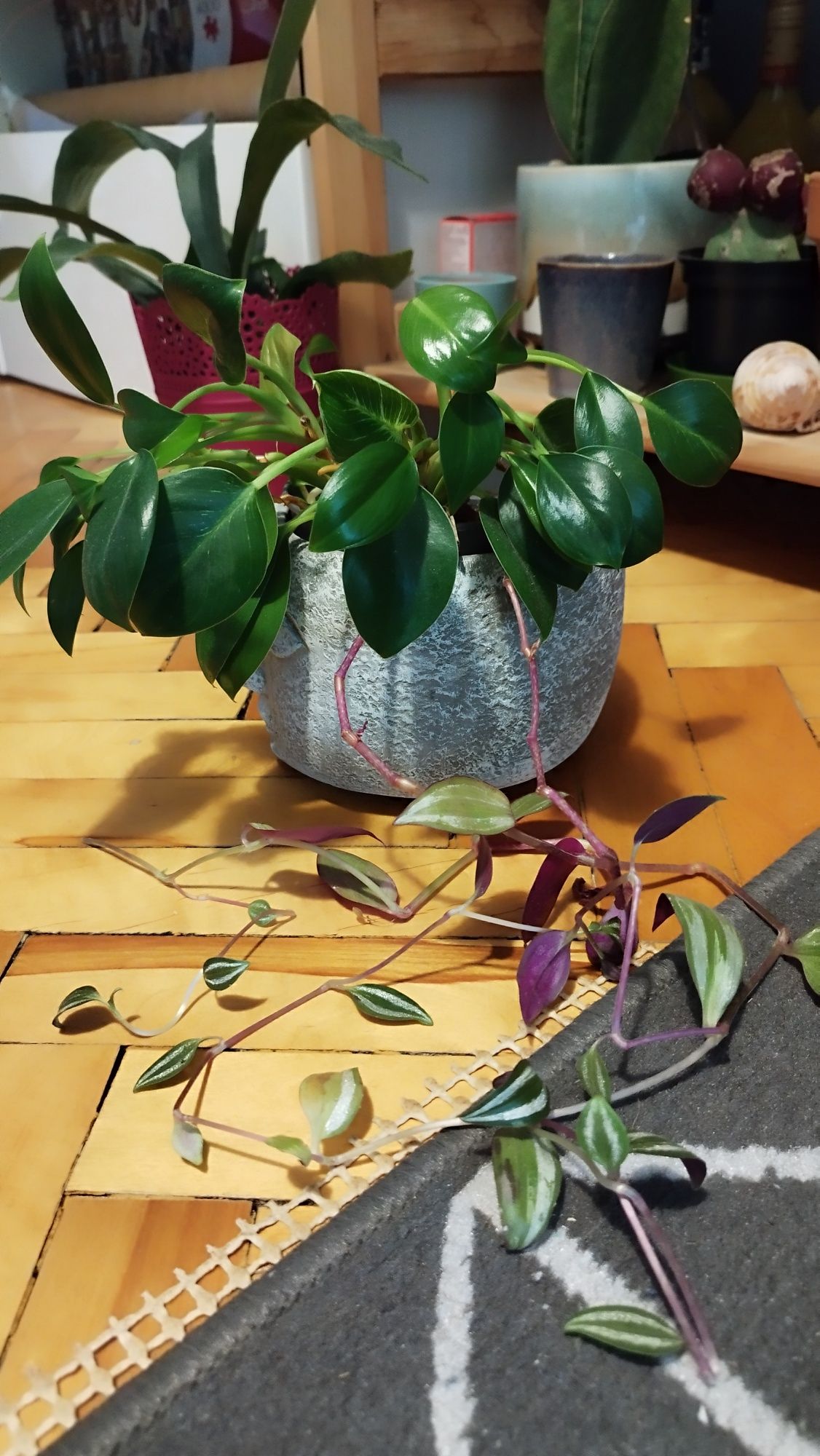 Philidendron filodendron birkin i trzykrotka roślina doniczkowa