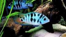 Cryptoheros, sp. Honduran Red Point jak pielęgnica , zebra , saijca