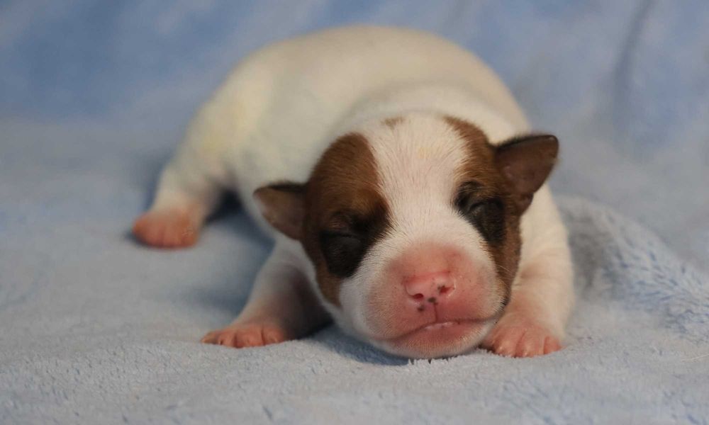 PIESEK Jack Russell Terrier  /BREFIO/badania genet./odbiór XII