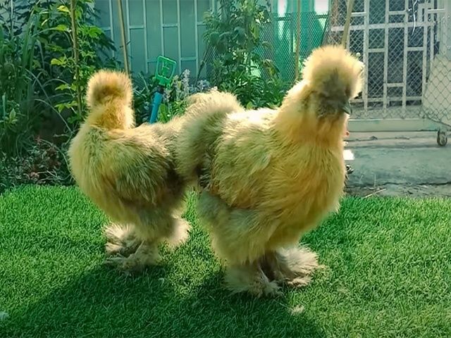 інкубаційне яйце Китайська шовкова: смугаста, шоколодна, палева,спліш.