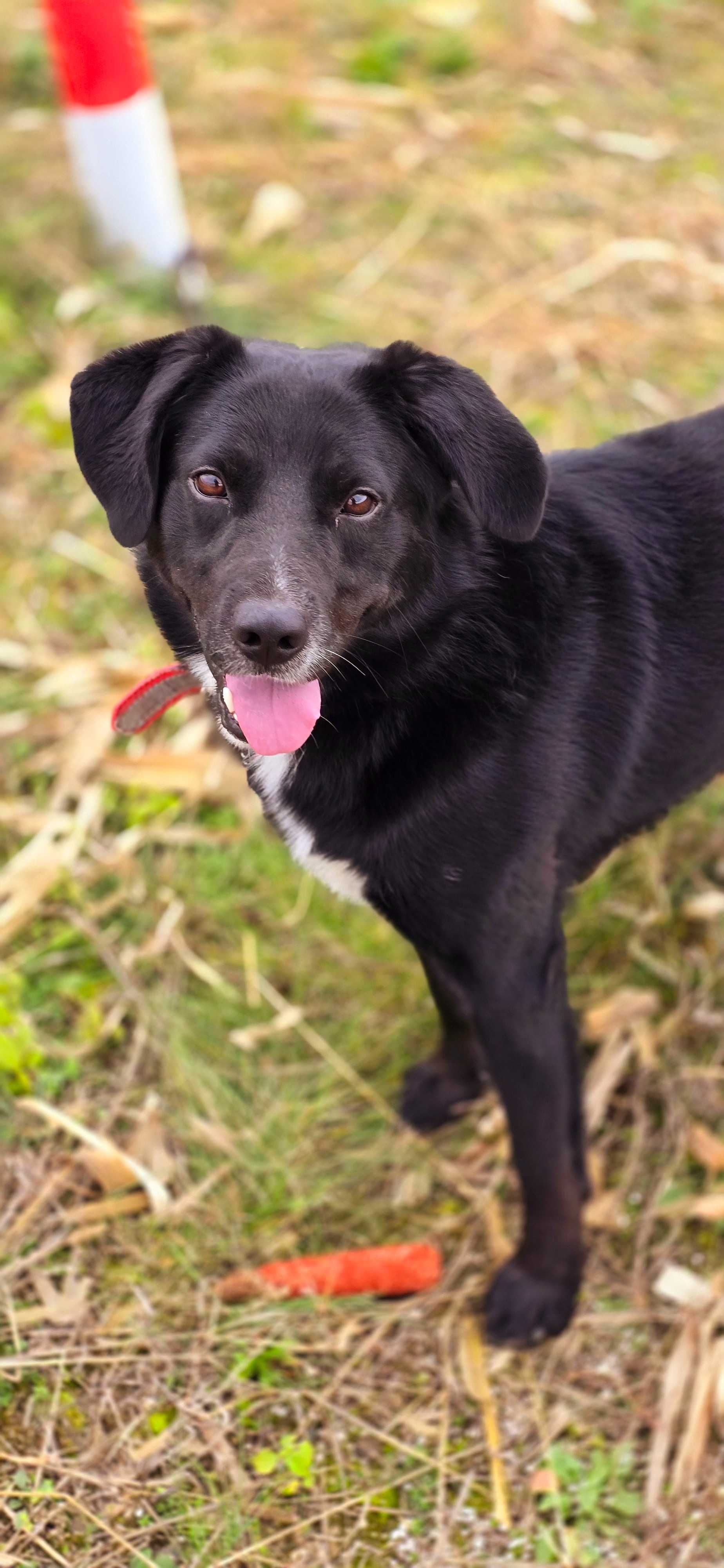Piękny Rico poleca sie do adopcji