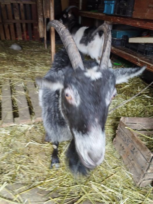 Продам дорослу козу.