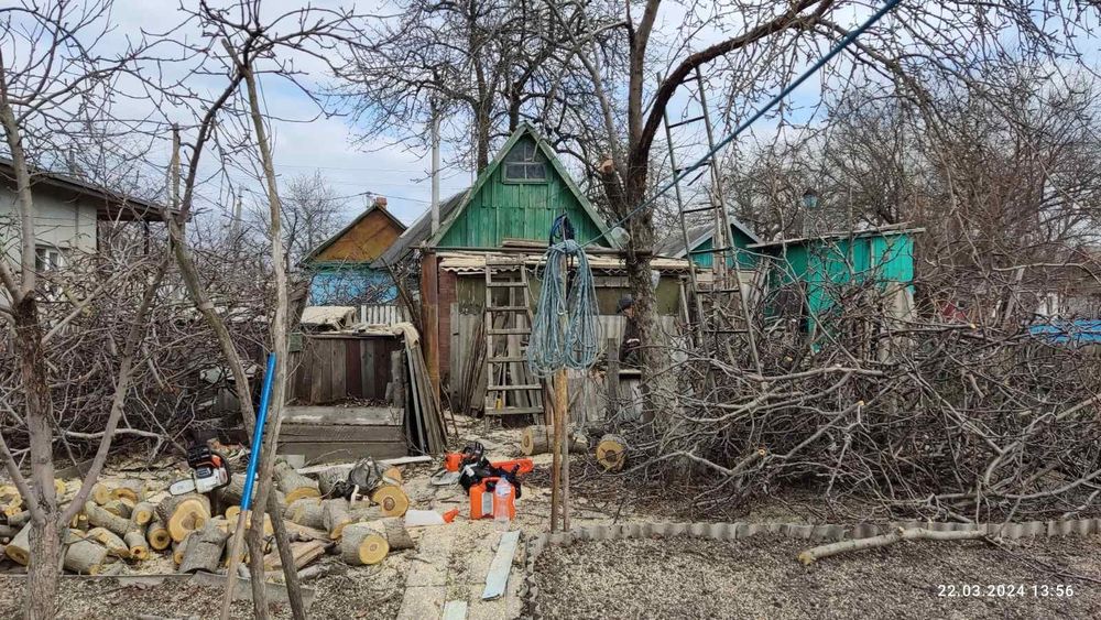 Спил деревьев.                .