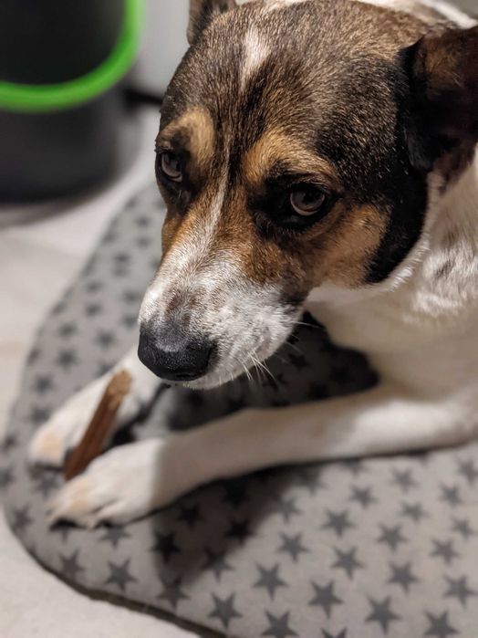 Cão Rafeiro super meigo para adoção responsável