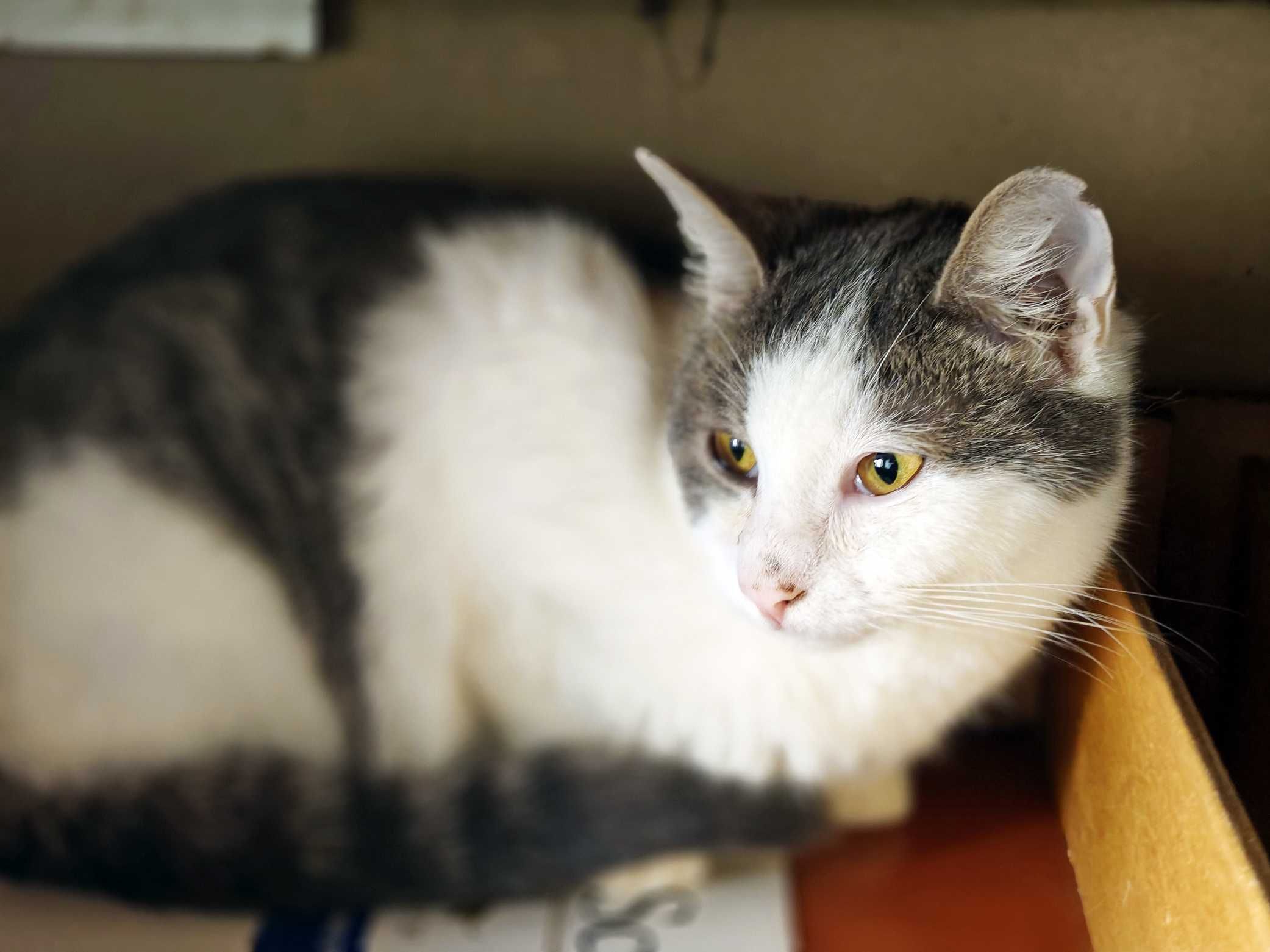 Фанні 1 рік, шукає сім`ю, кот коти котенок кіт котики кішка котик